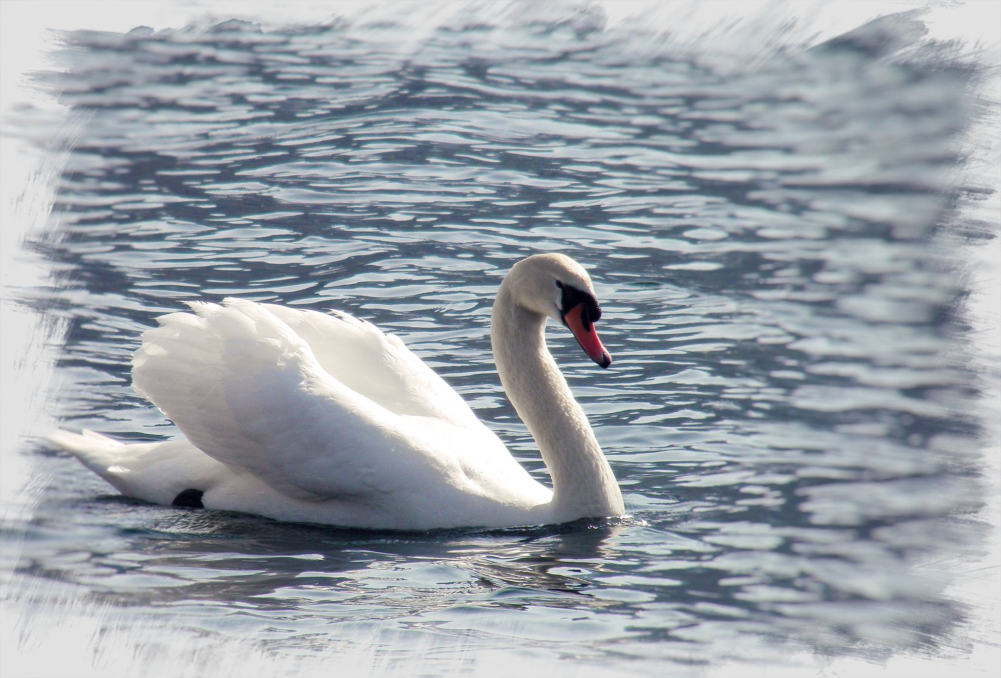 Olympus SP800UZ sample photo. Alpine swan photography