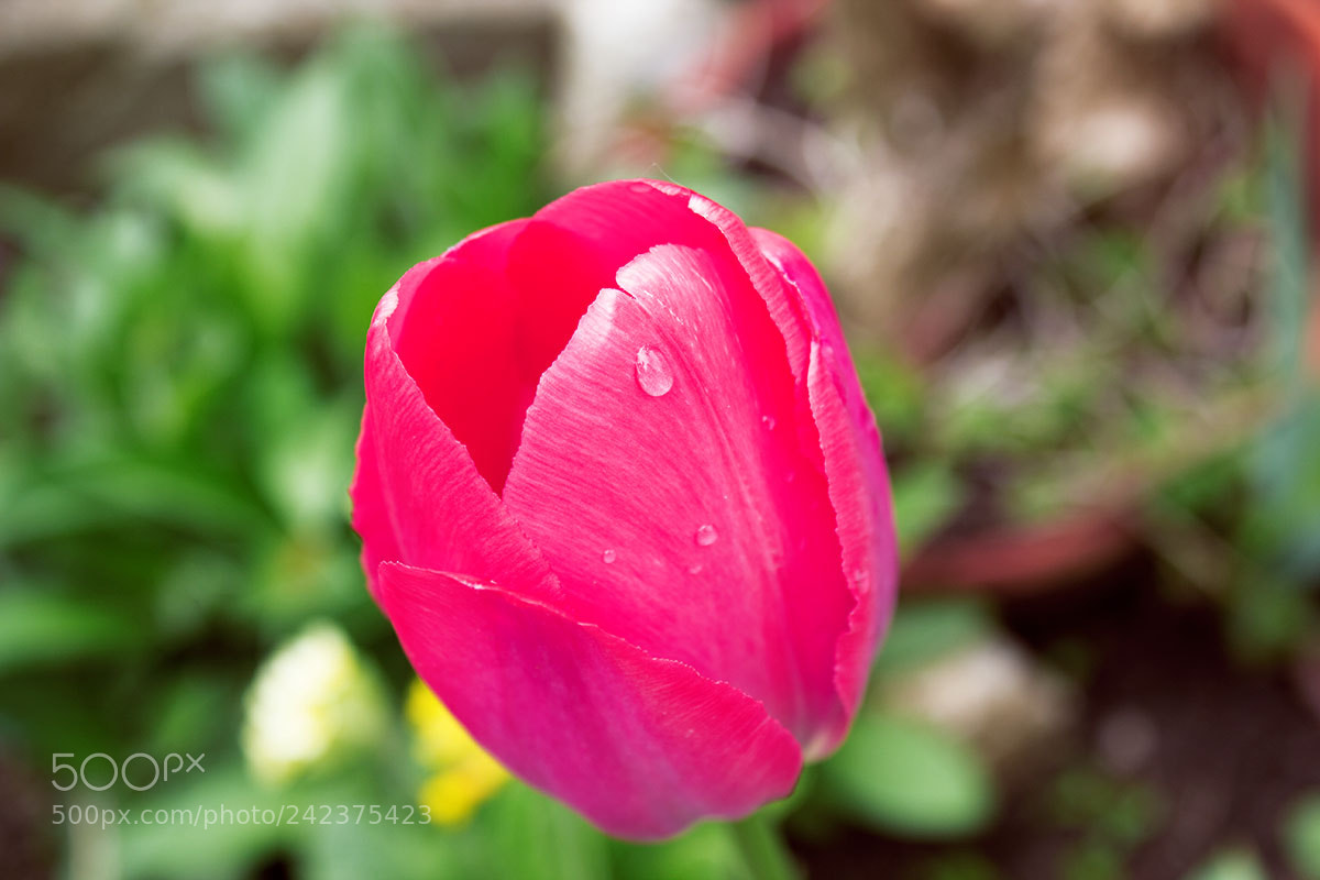 Canon EOS 550D (EOS Rebel T2i / EOS Kiss X4) sample photo. Tulip photography