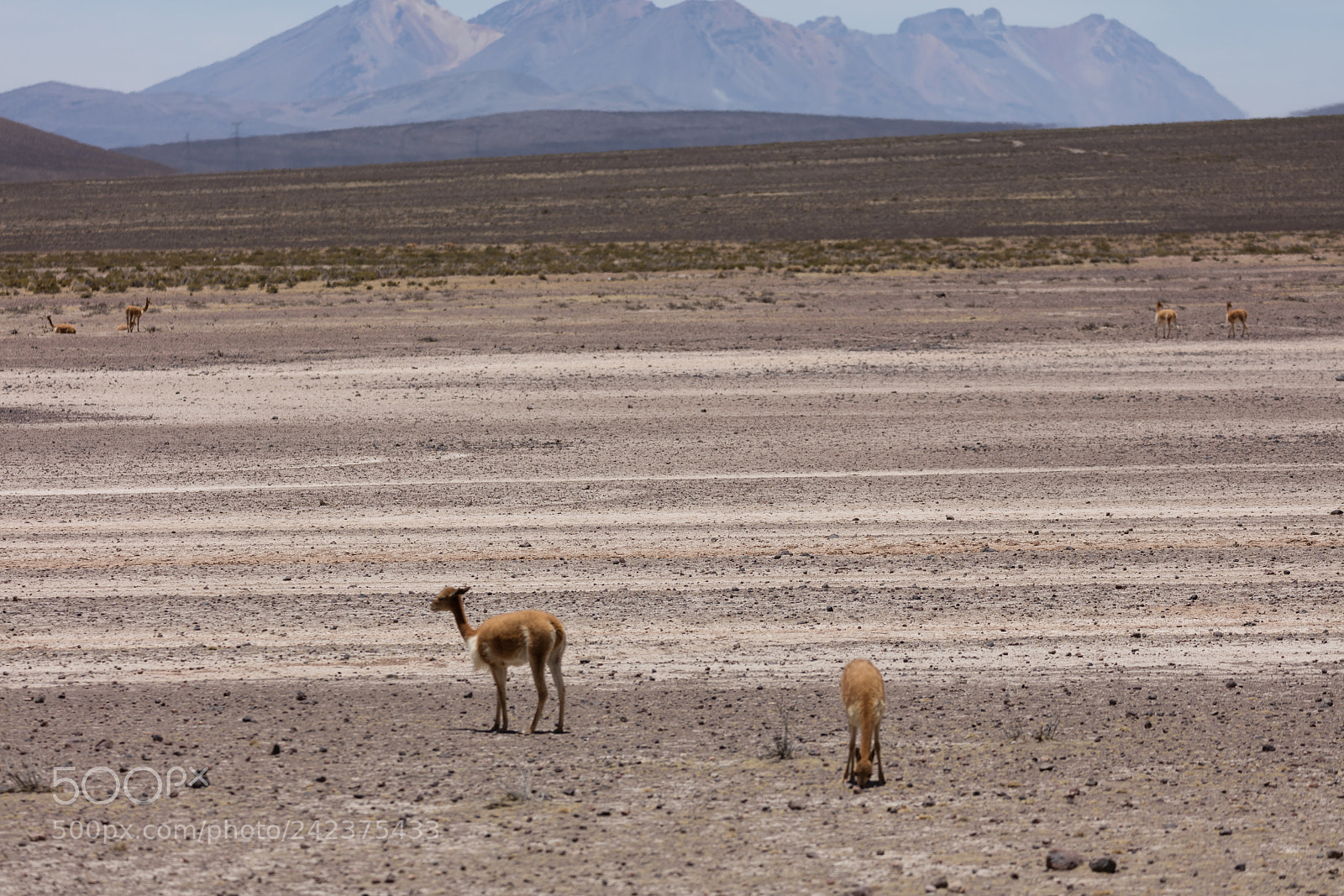 Canon EOS 5DS R sample photo. Lama vikunja (vicugna vicugna) photography