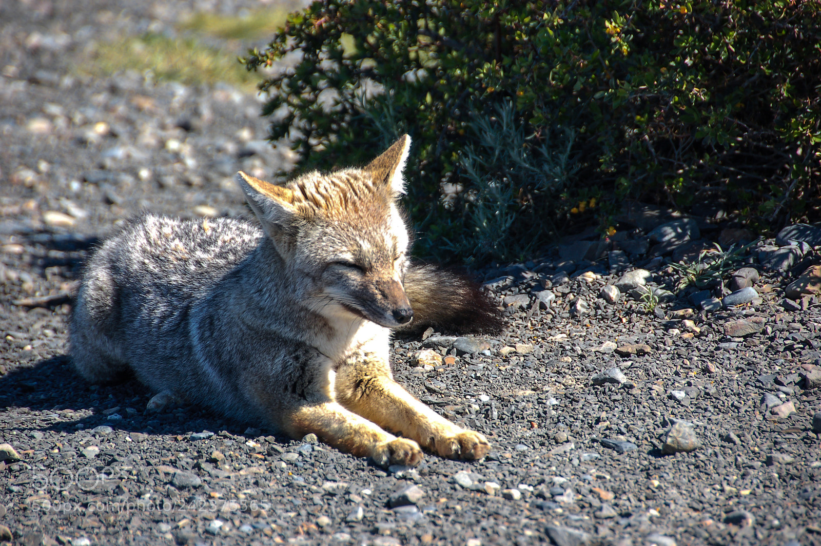 Nikon D50 sample photo. Andean fox photography