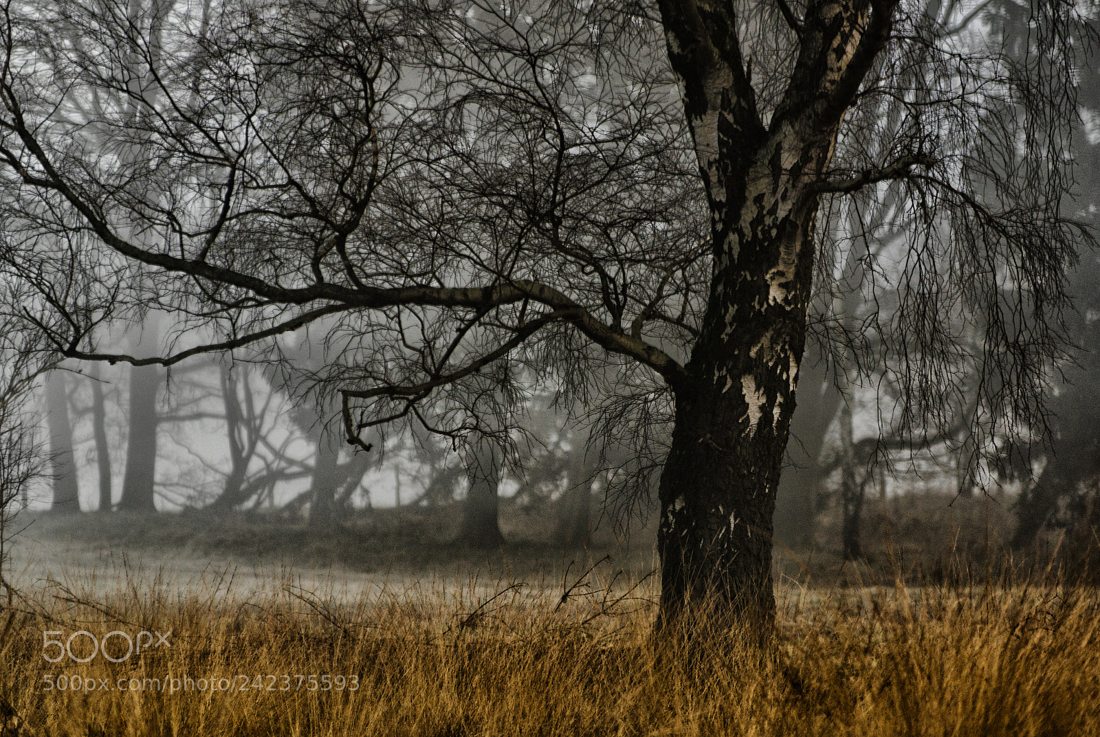 Pentax K-3 II sample photo. Moody birch photography