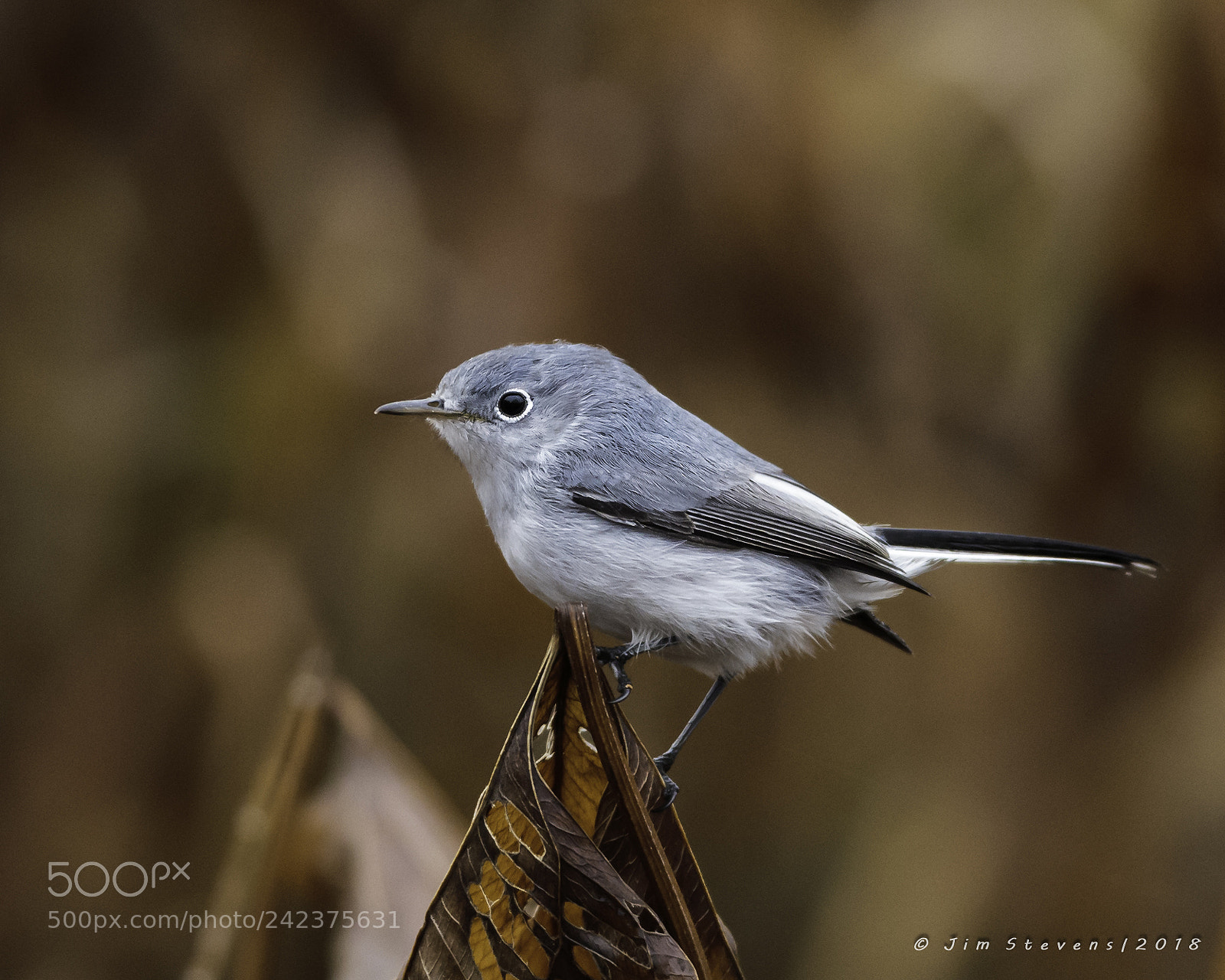 Canon EOS-1D X sample photo. Blue-gray gnatcatcher photography