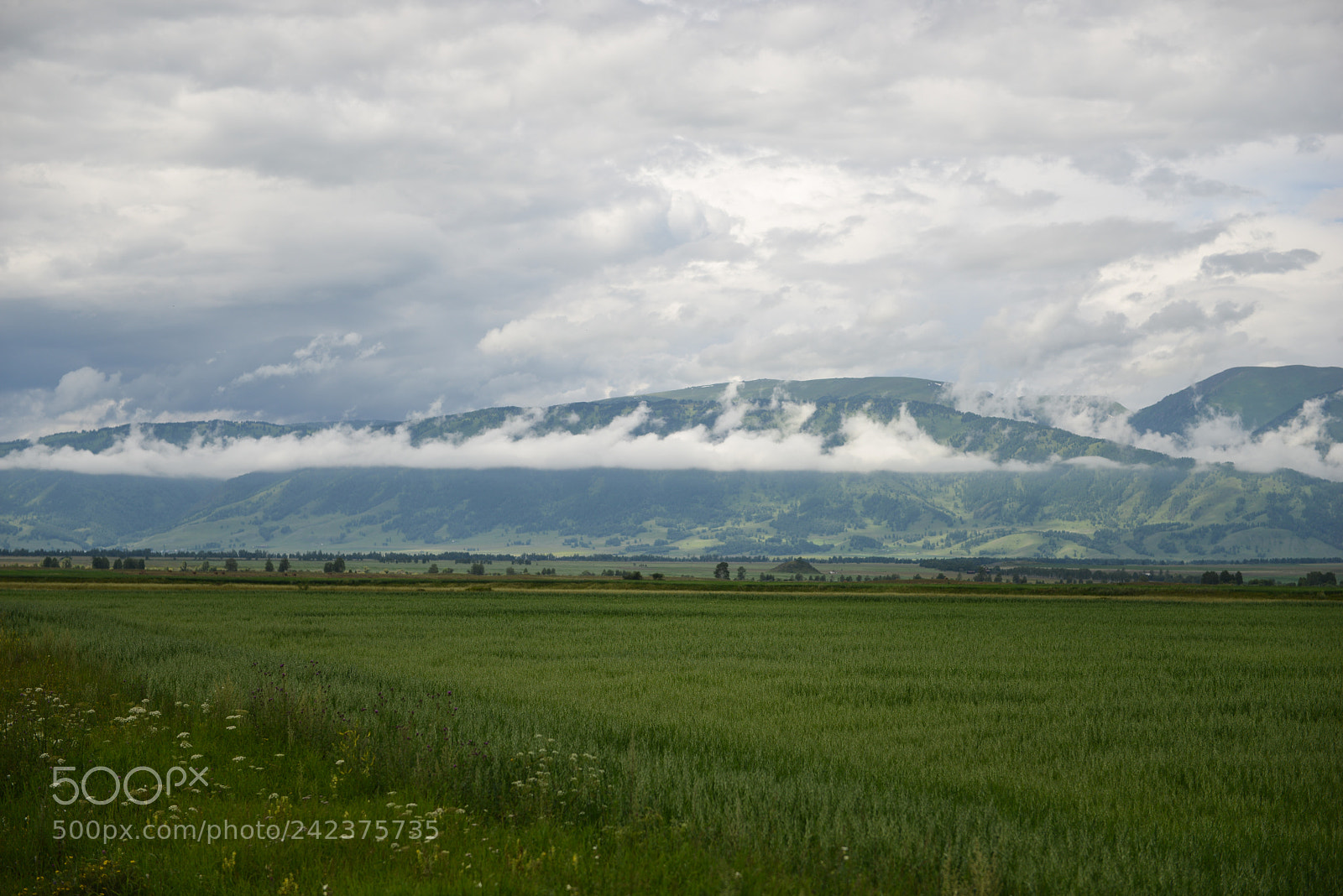 Nikon D800E sample photo. Altai photography