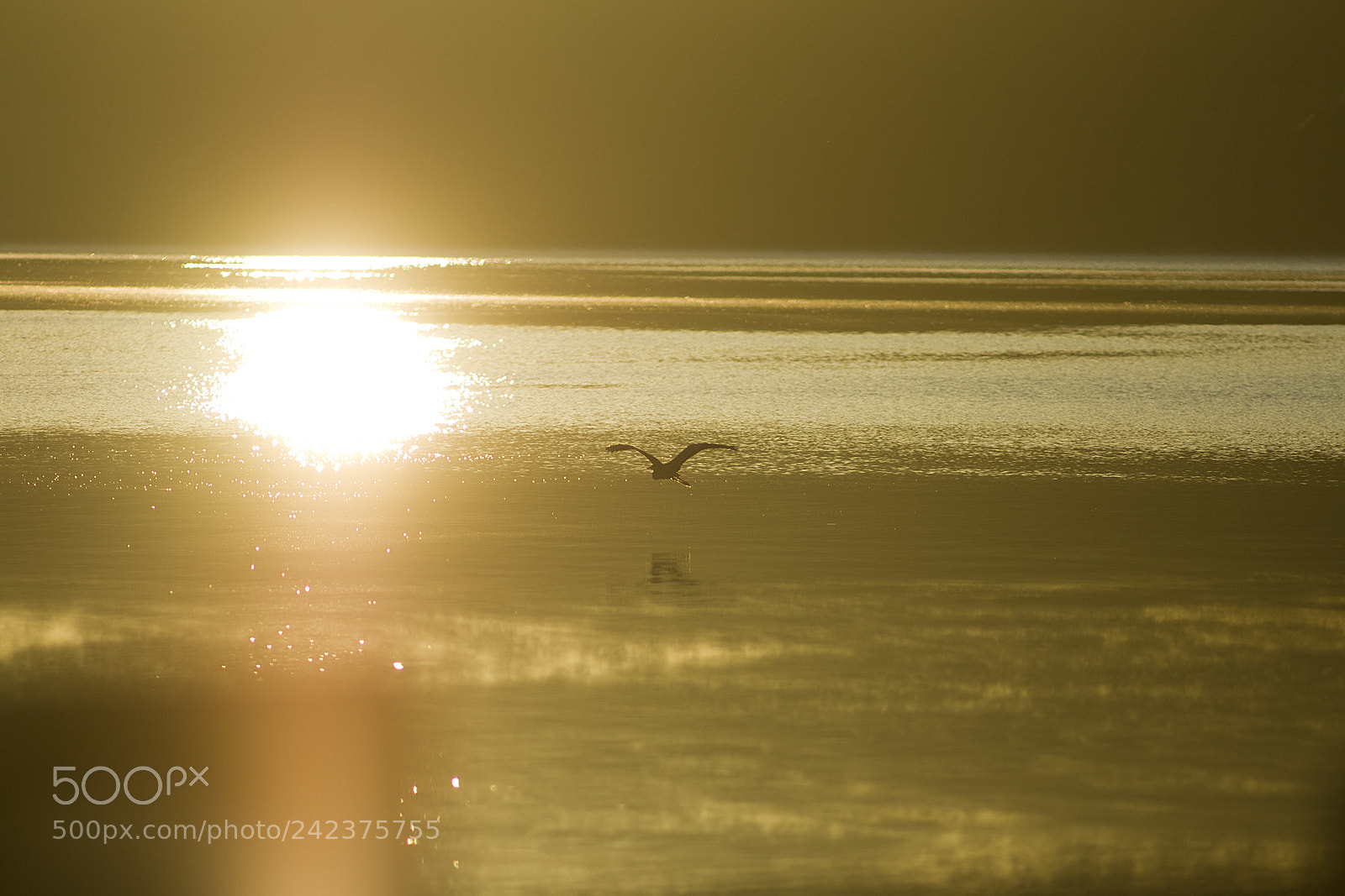 Pentax K-5 II sample photo. Reflections photography