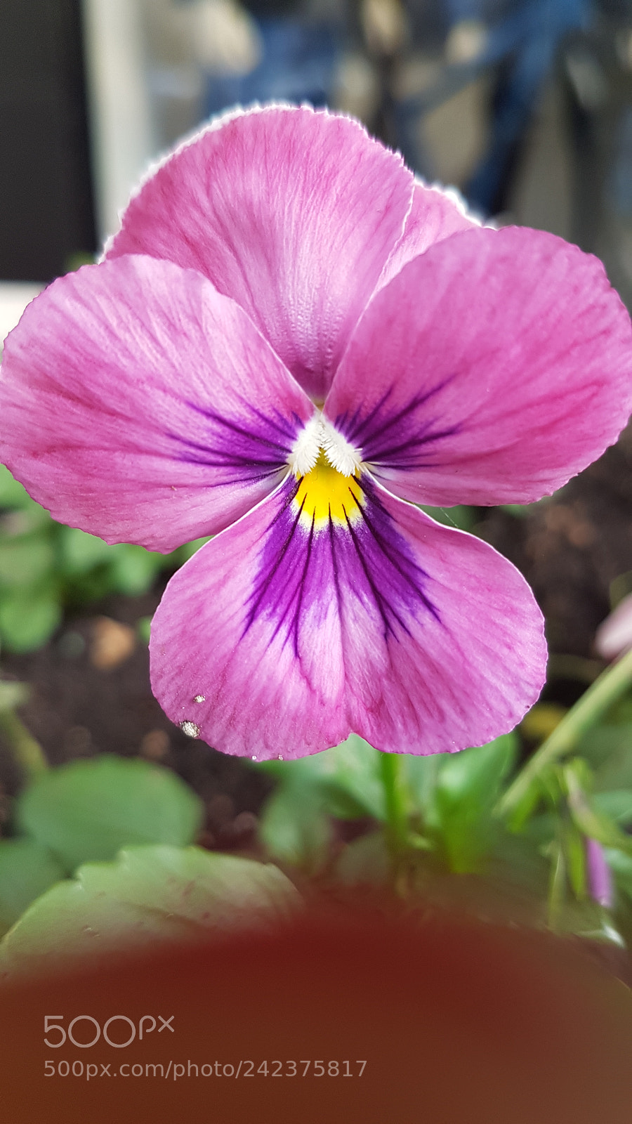 Samsung Galaxy S7 sample photo. Untitled photography