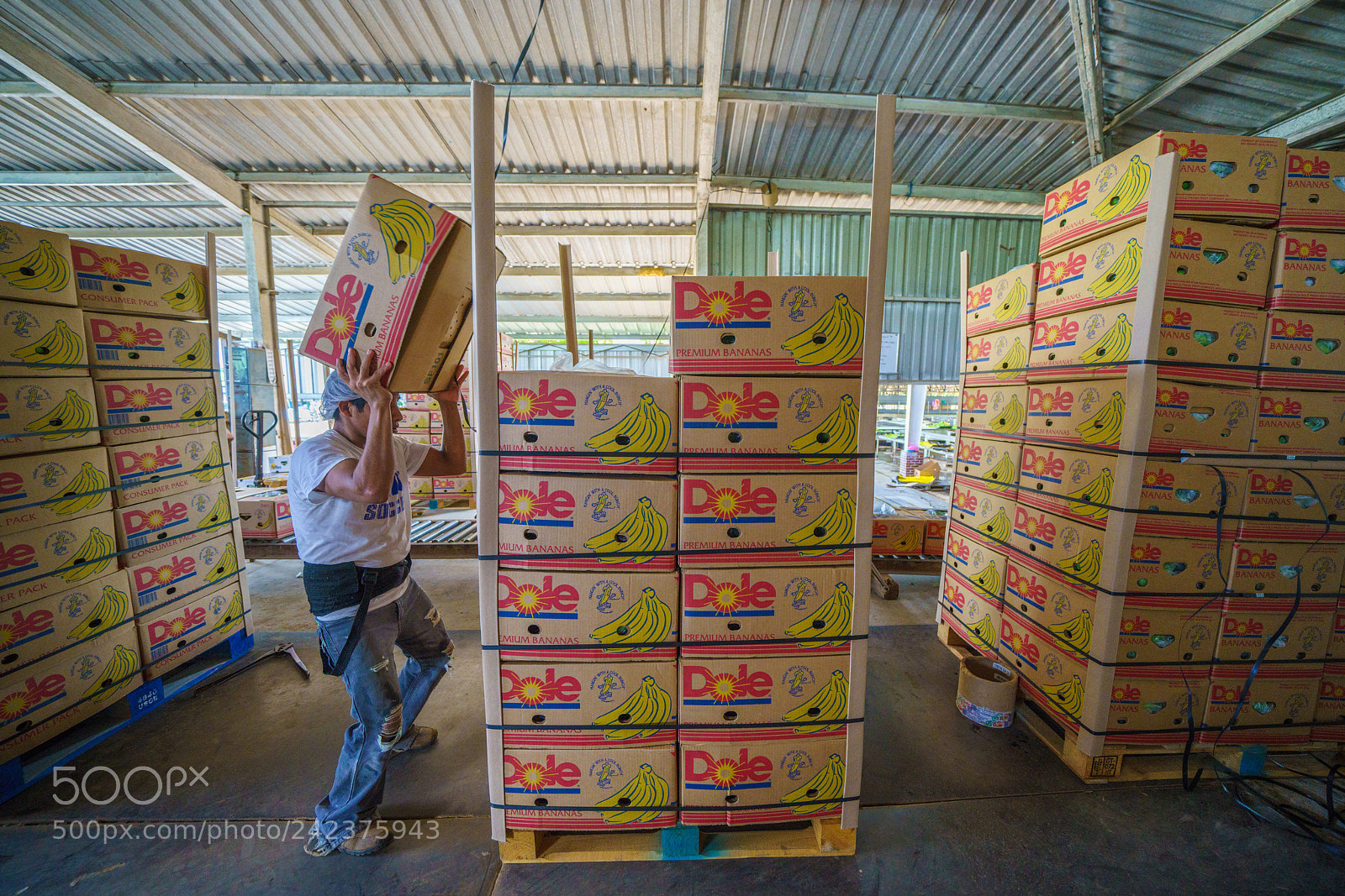 Sony a7R III sample photo. Guatemala banana factory stacking photography