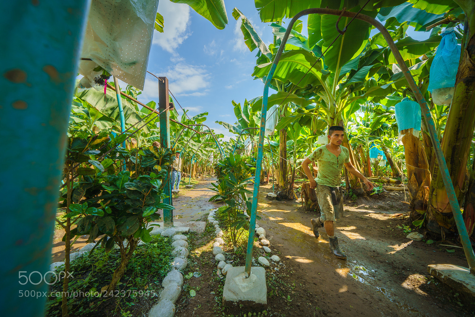 Sony a7R III sample photo. Guatemala banana harvest photography