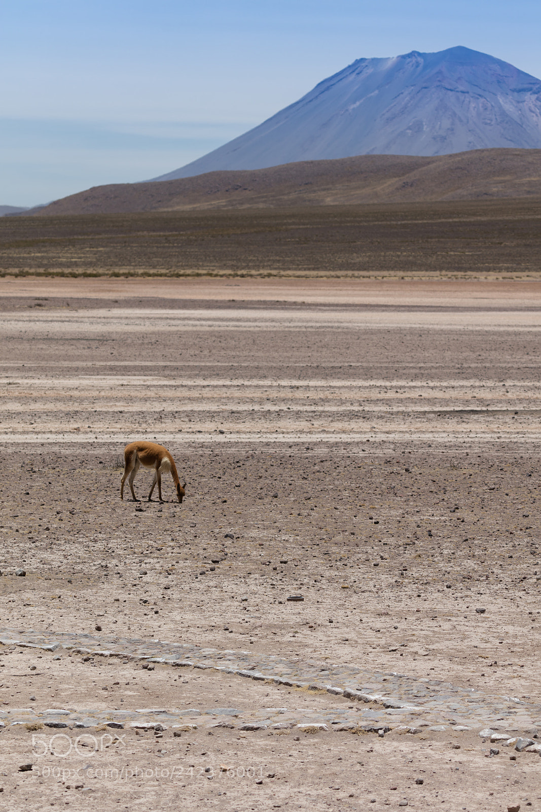Canon EOS 5DS R sample photo. Lama vikunja (vicugna vicugna) photography