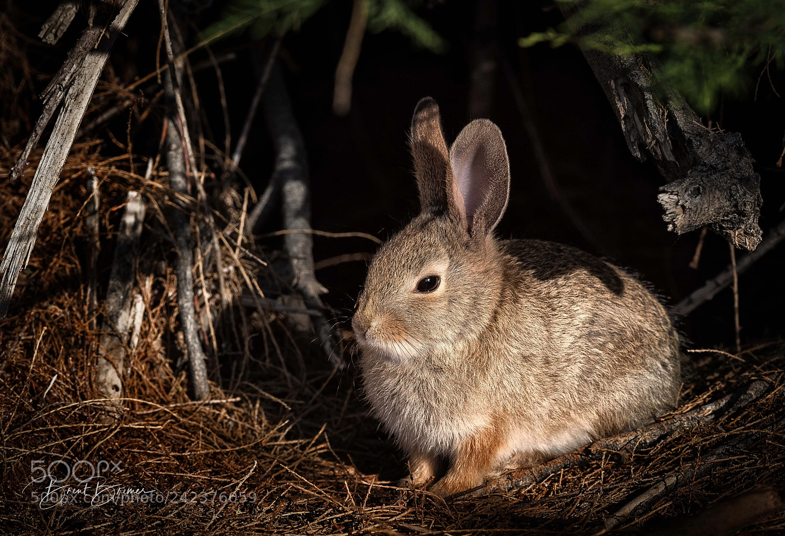 Nikon D810 sample photo. Sunlit rabbit photography
