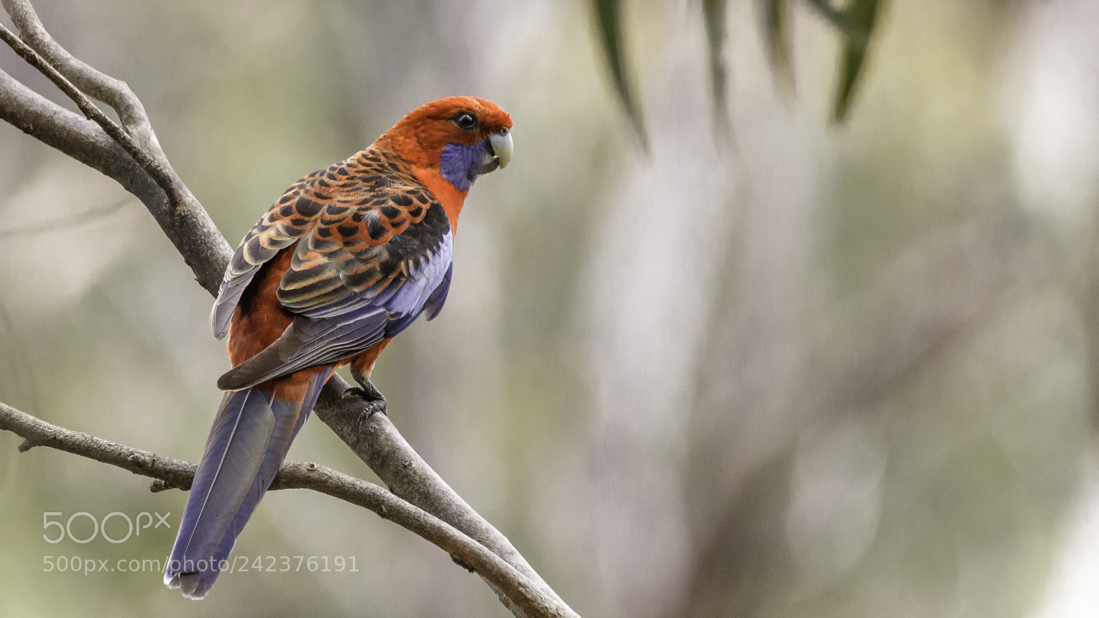 Canon EOS 5DS sample photo. Crimson rosella photography