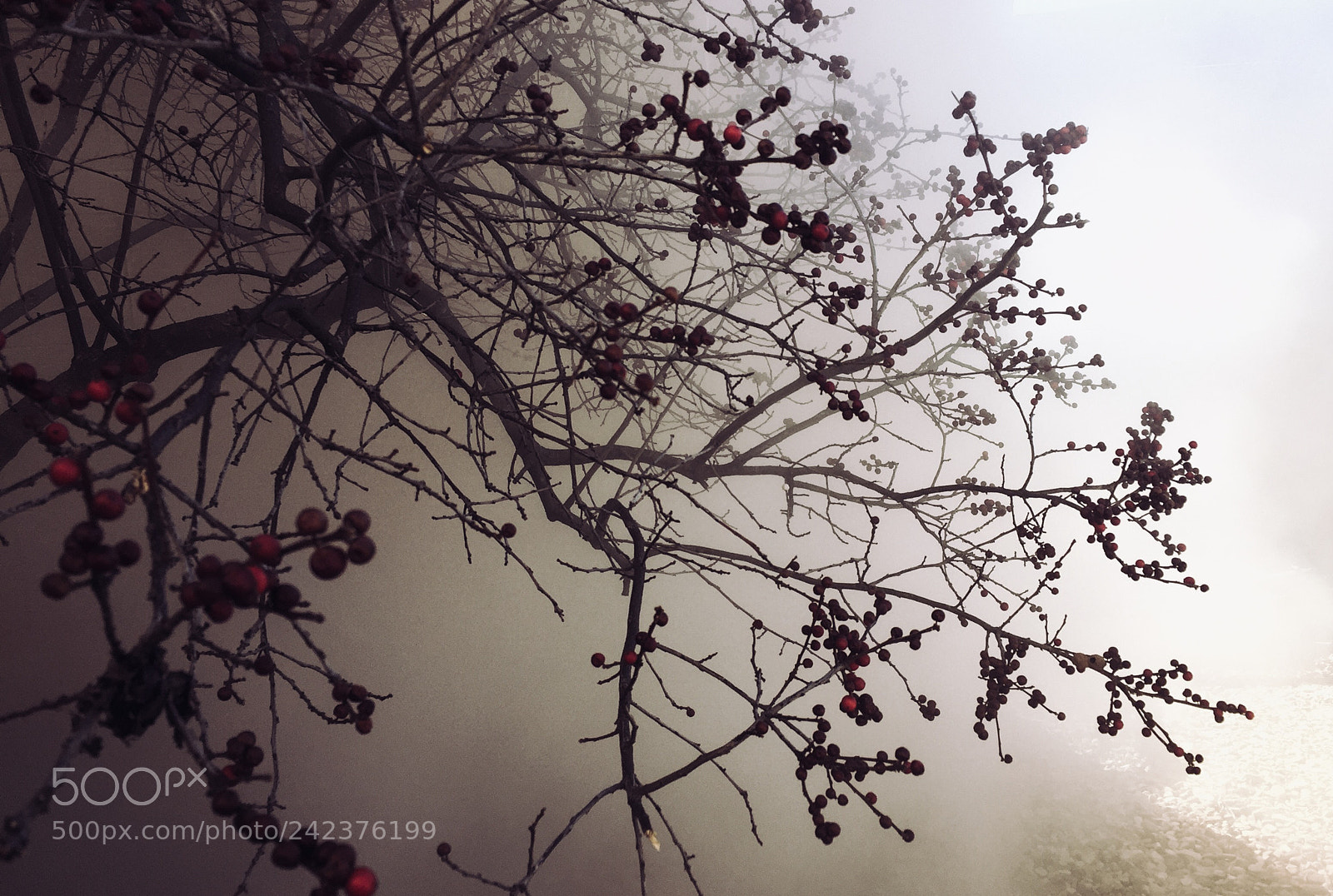 Apple iPhone 6 sample photo. Fog photography