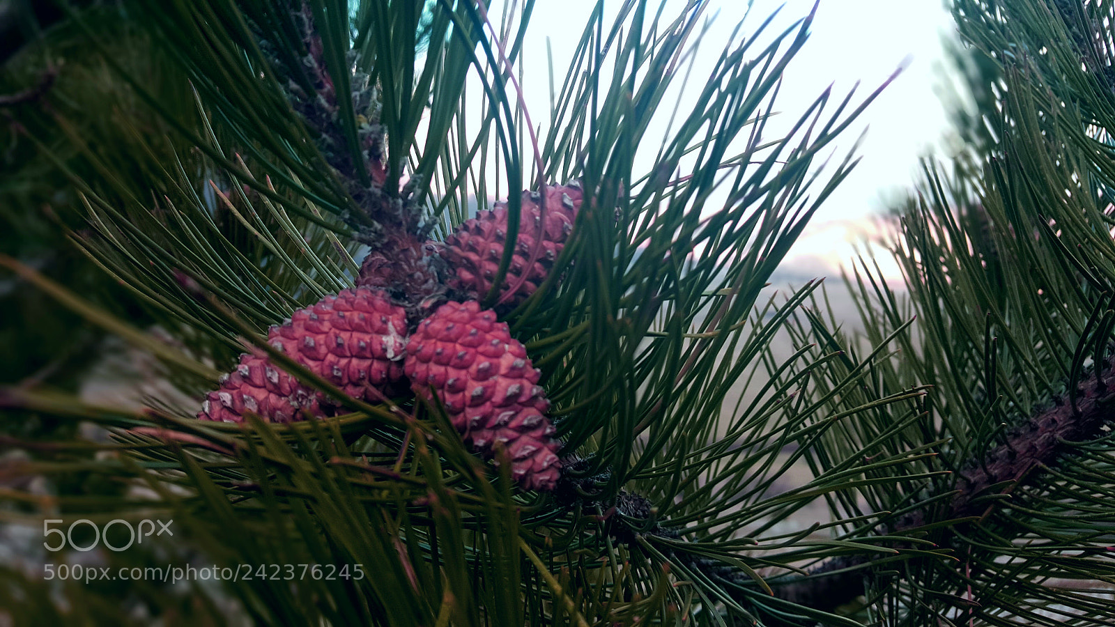 Samsung Galaxy S6 sample photo. Beautiful wilderness photography