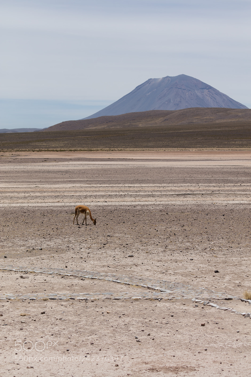 Canon EOS 5DS R sample photo. Lama vikunja (vicugna vicugna) photography