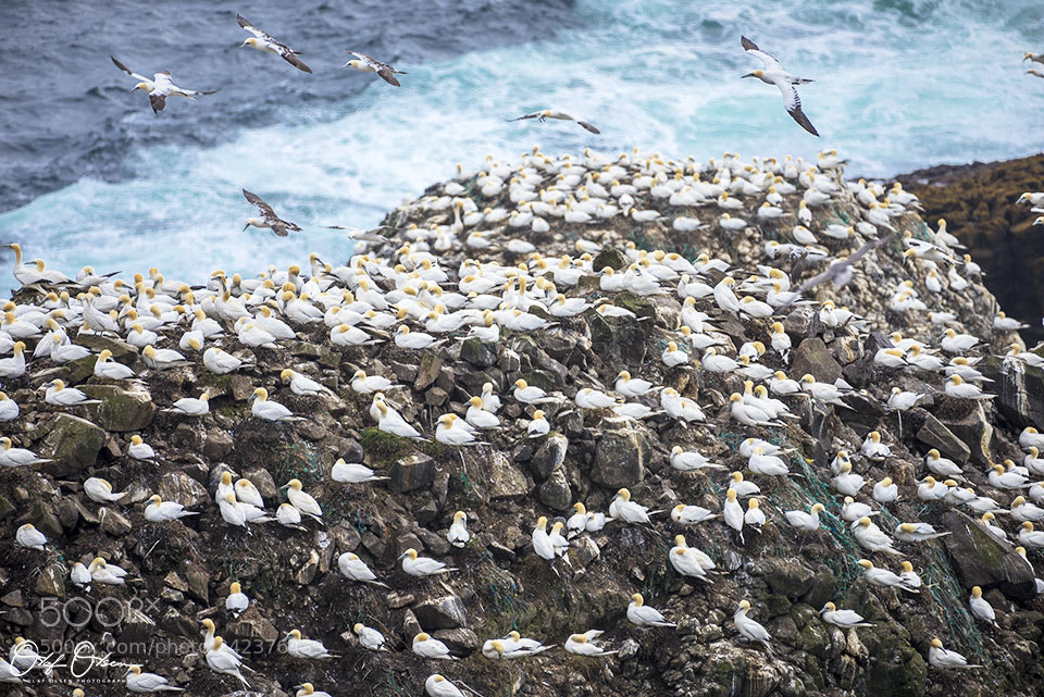 Nikon D600 sample photo. Gannet colony photography