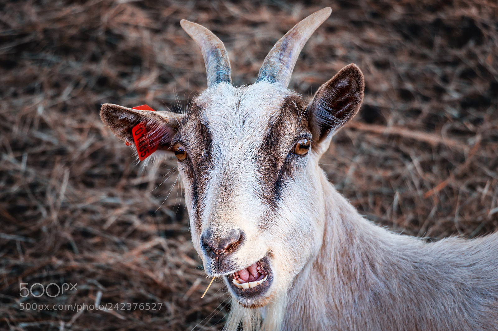 Canon EOS 7D Mark II sample photo. Goat photography