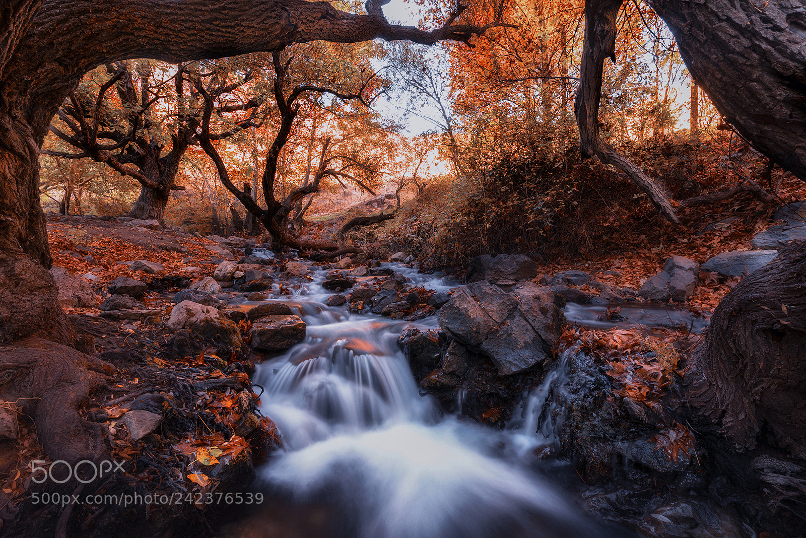 Nikon D810 sample photo. Forest dream photography