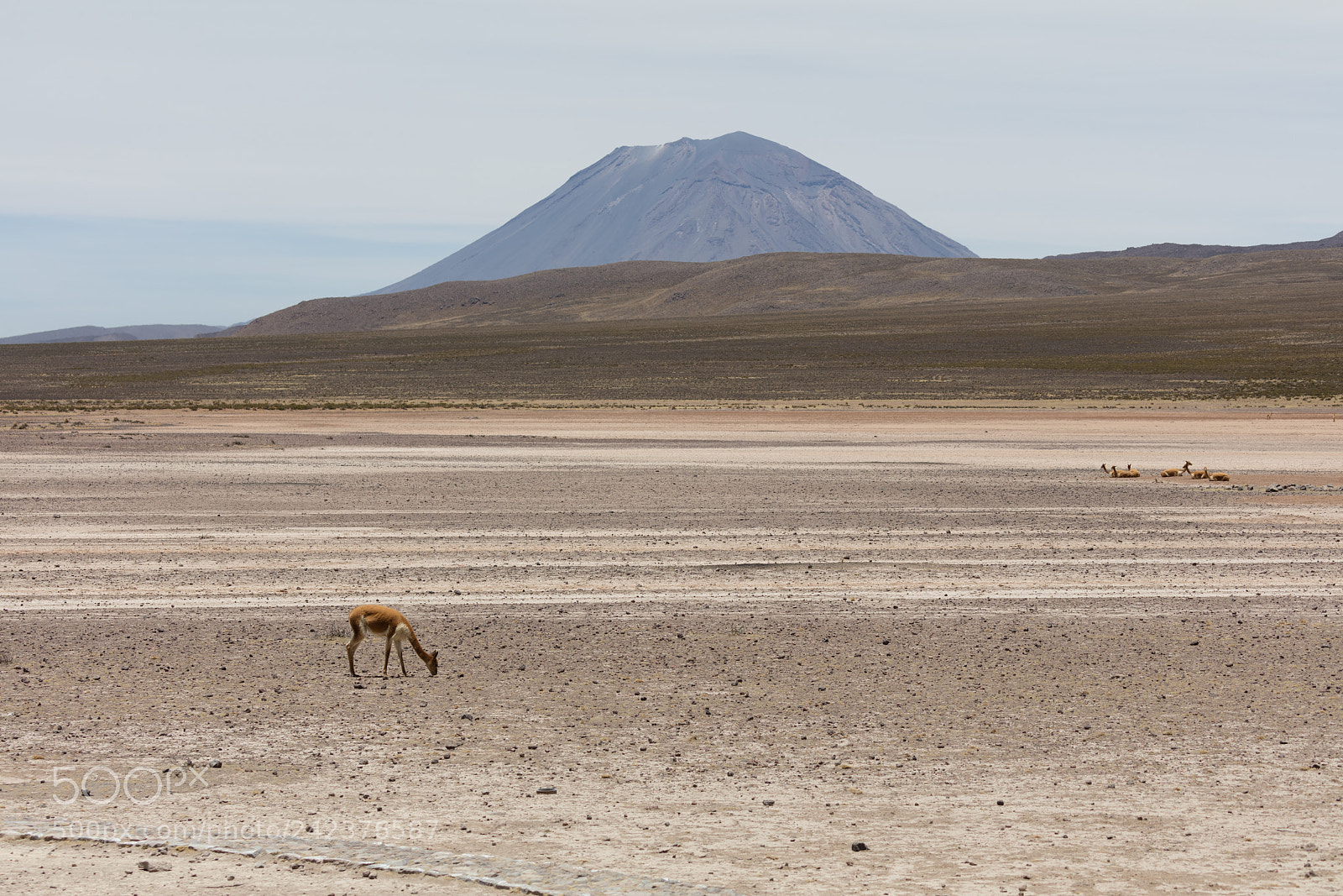 Canon EOS 5DS R sample photo. Lama vikunja (vicugna vicugna) photography