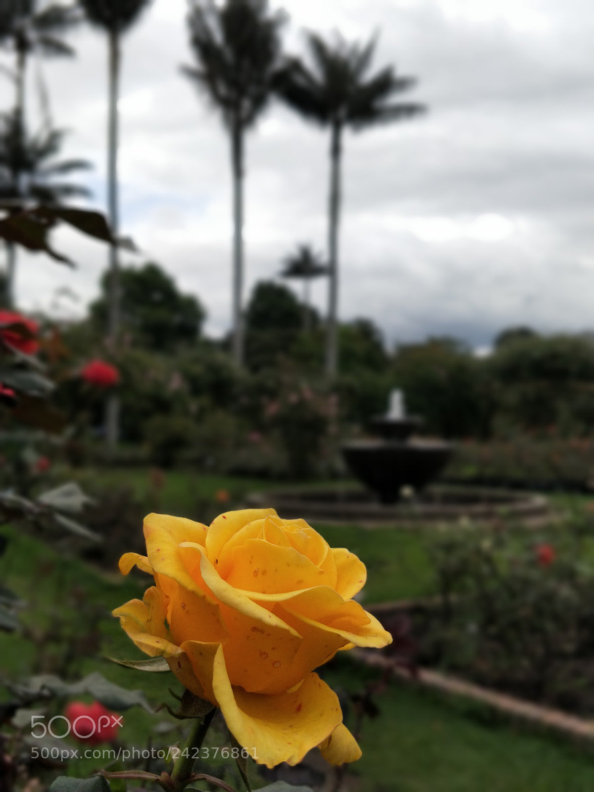 OnePlus 5 sample photo. Yellow rose photography