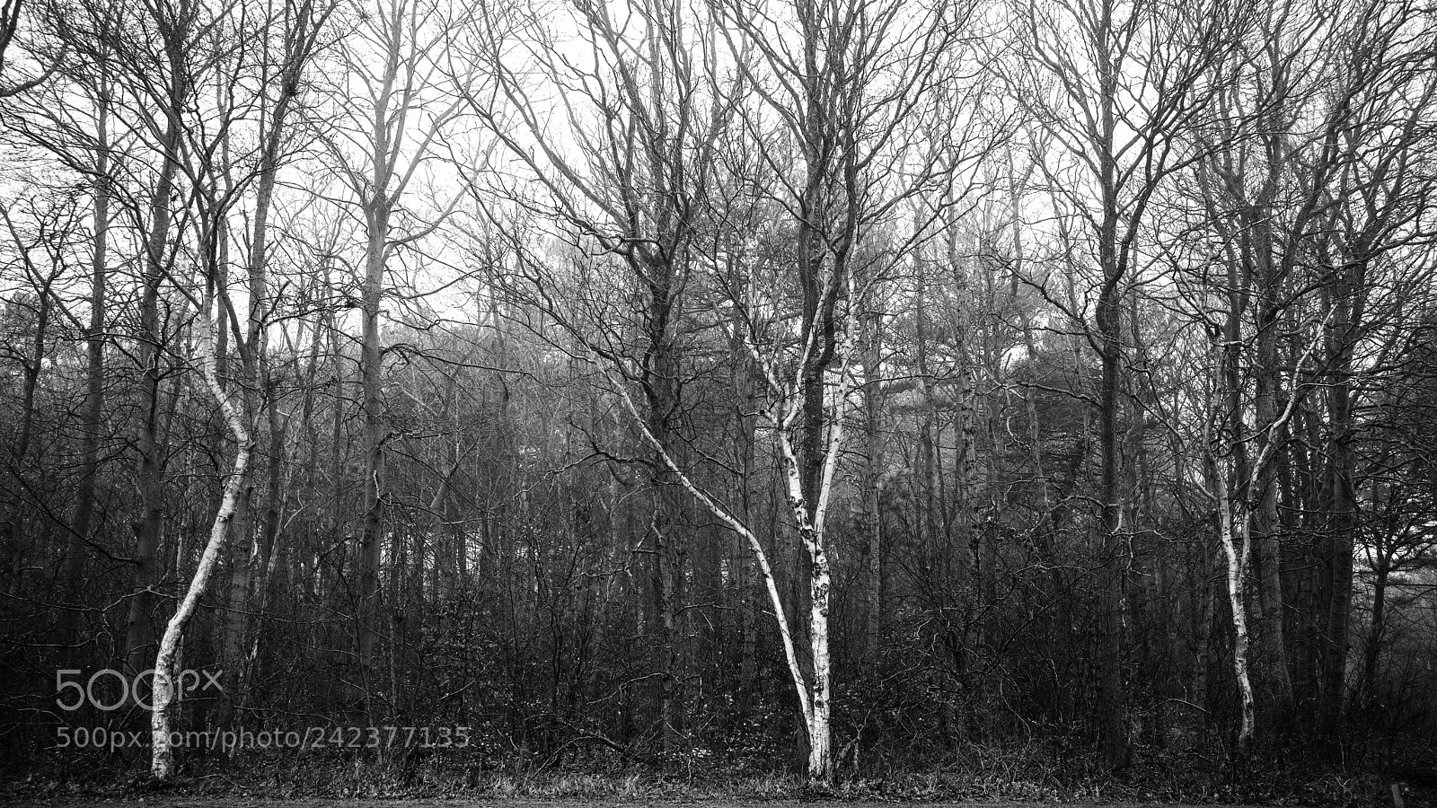 Leica M (Typ 240) sample photo. The birch trees. photography