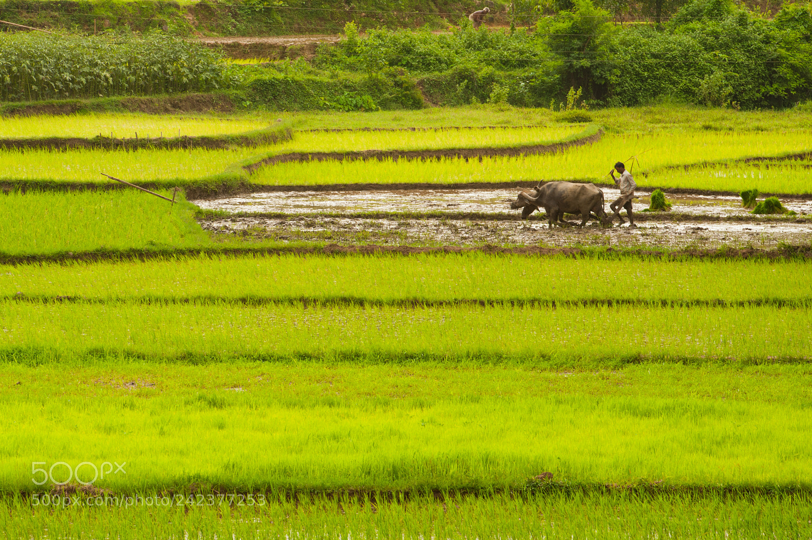 Nikon D700 sample photo. Rice field farmer photography