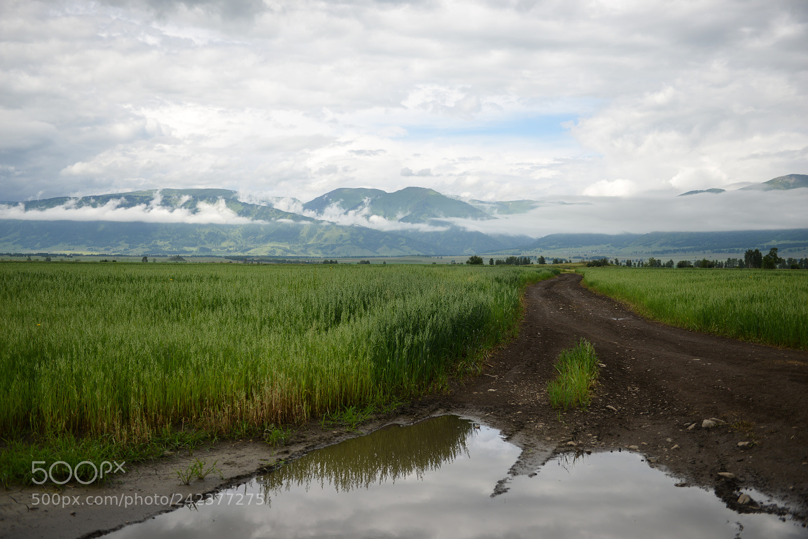 Nikon D800E sample photo. Altai photography