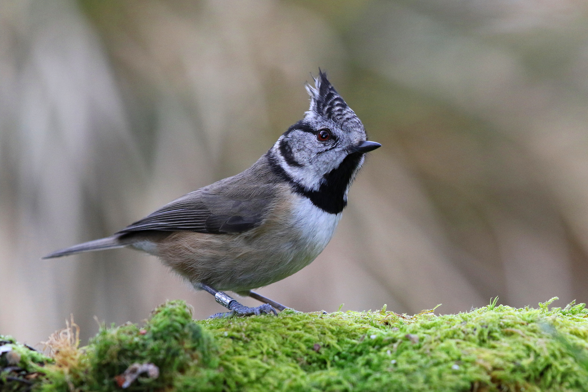 Canon EF 500mm F4L IS II USM sample photo. Crested tit photography