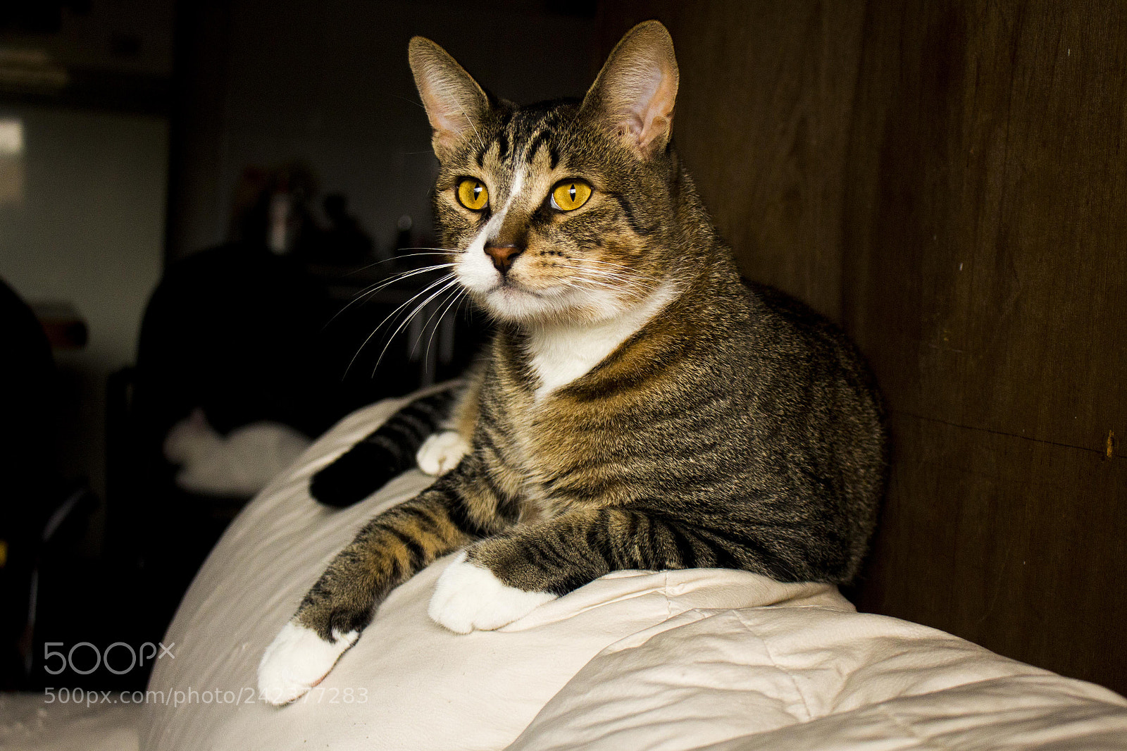 Canon EOS 700D (EOS Rebel T5i / EOS Kiss X7i) sample photo. Tyrion photography