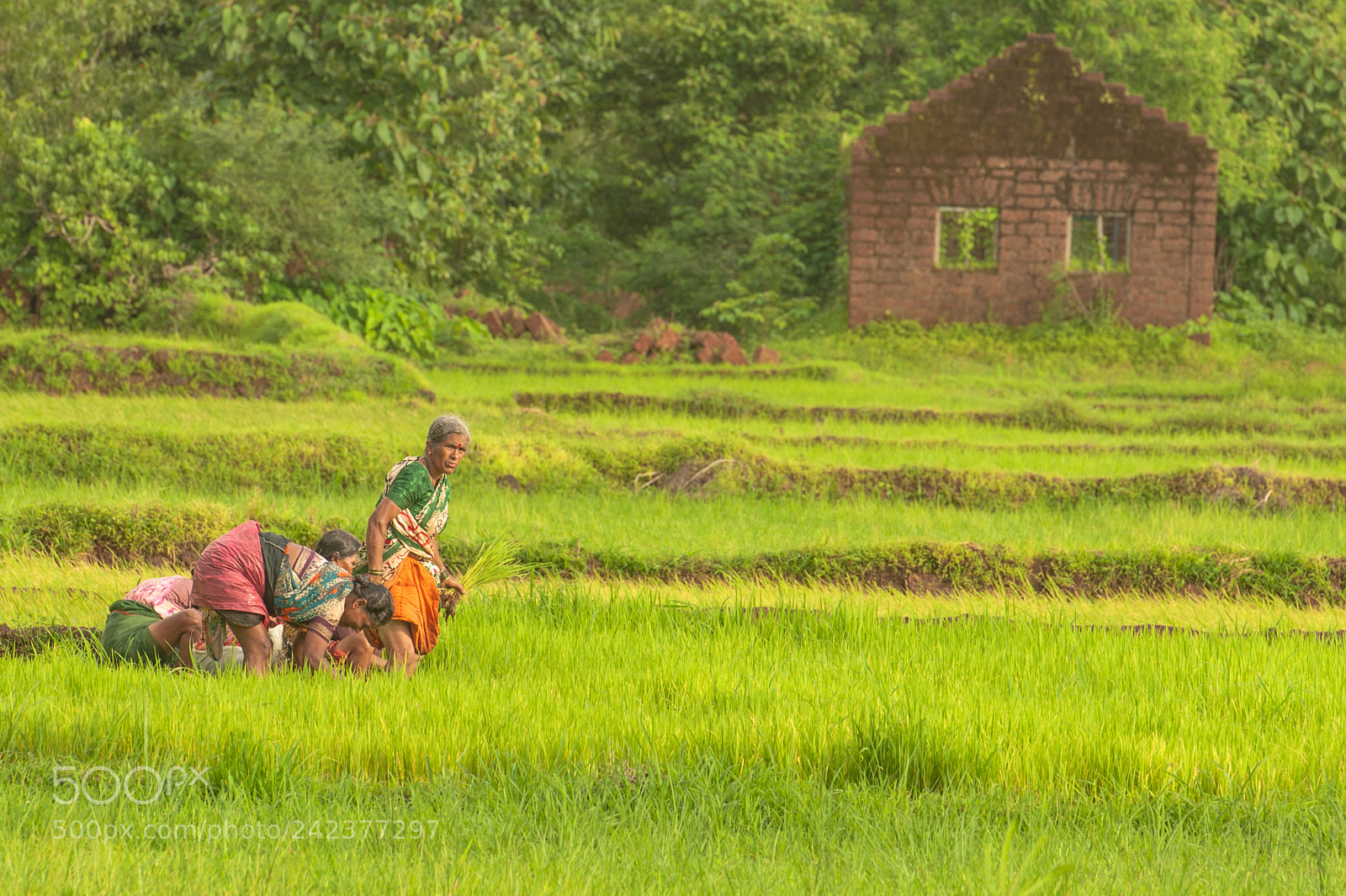 Nikon D700 sample photo. Rice farm lady workers photography