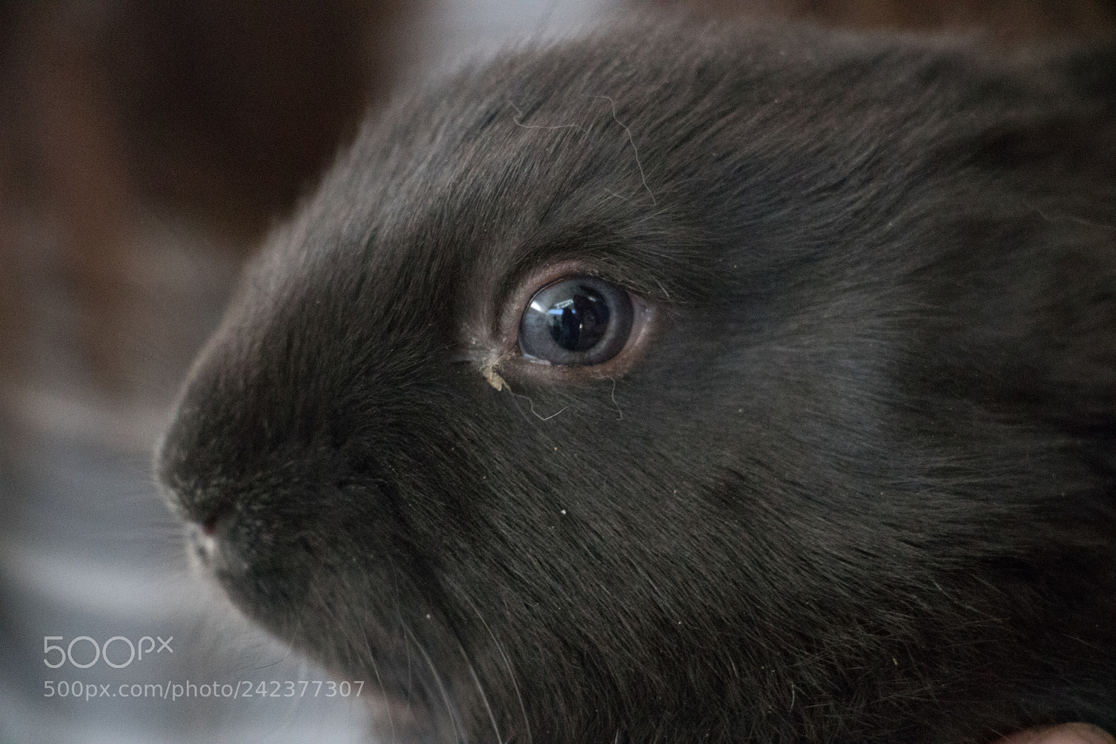 Canon EOS 750D (EOS Rebel T6i / EOS Kiss X8i) sample photo. Rabbit photography