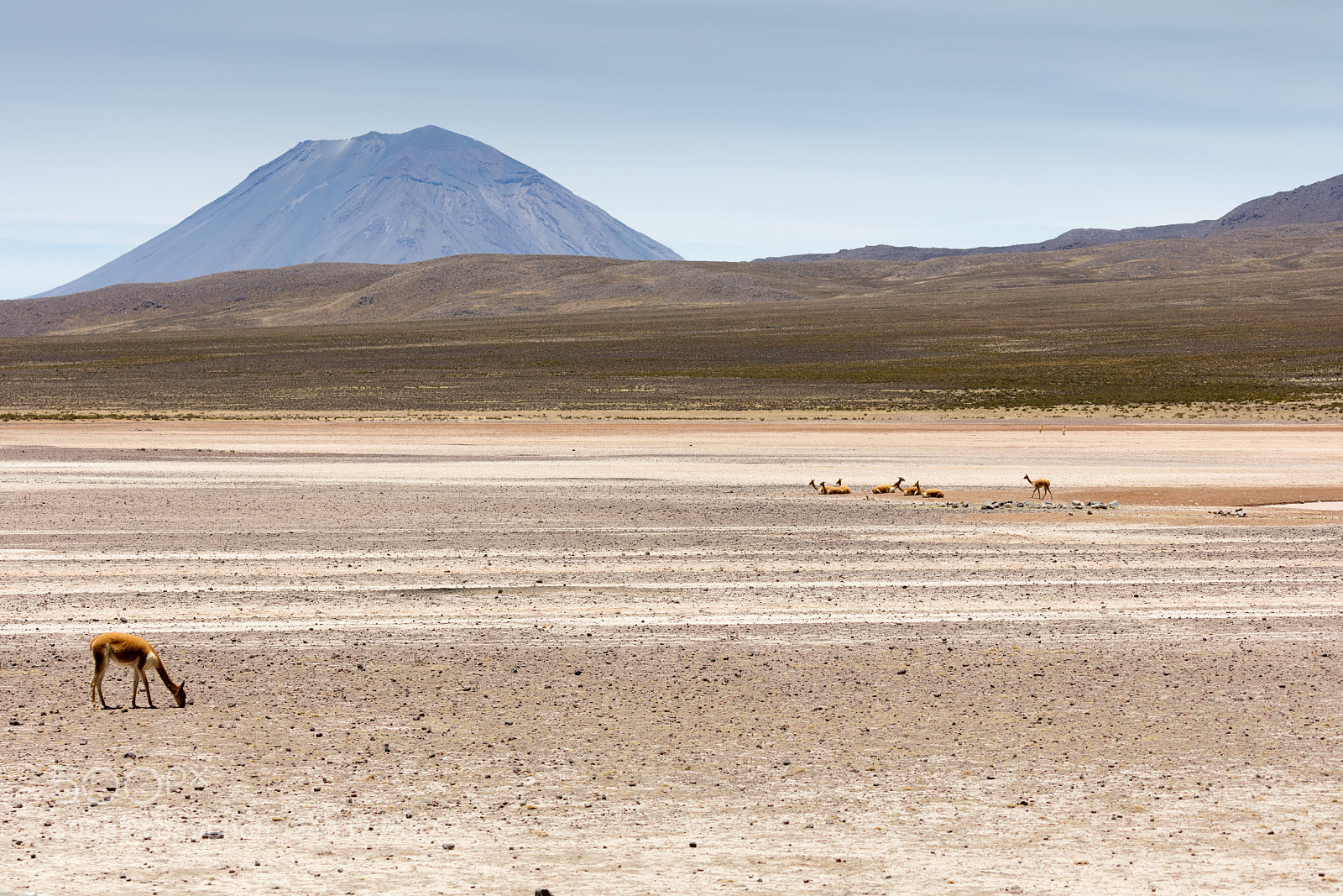 Canon EOS 5DS R sample photo. Lama vikunja (vicugna vicugna) photography