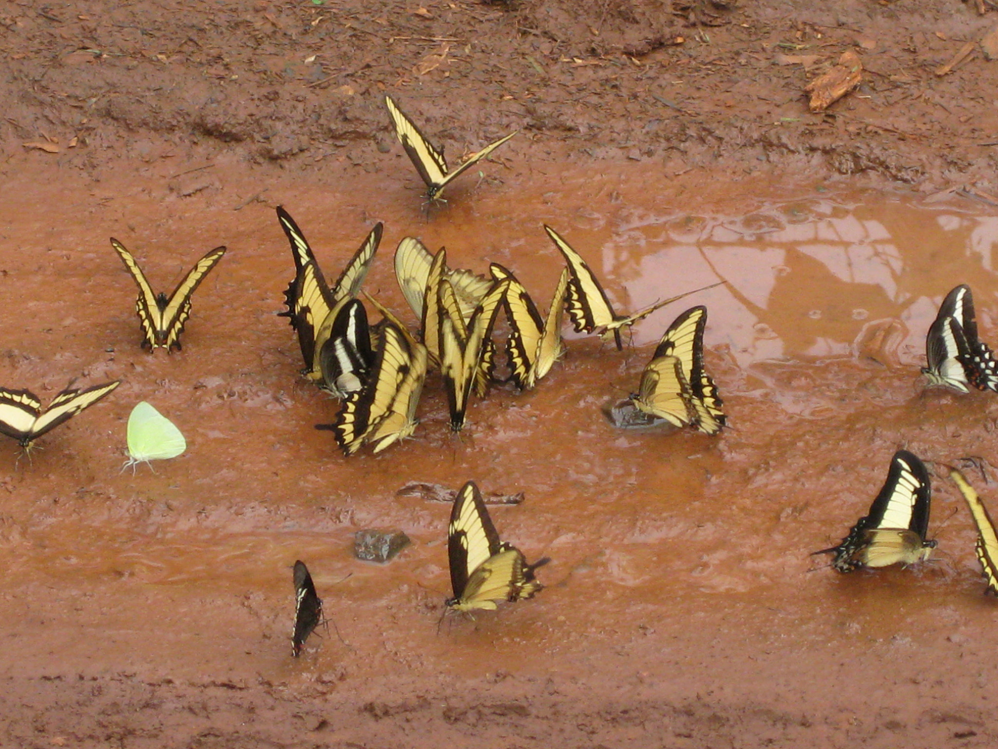 Canon PowerShot SD1100 IS (Digital IXUS 80 IS / IXY Digital 20 IS) sample photo. Butterflies sipping tasty mud photography