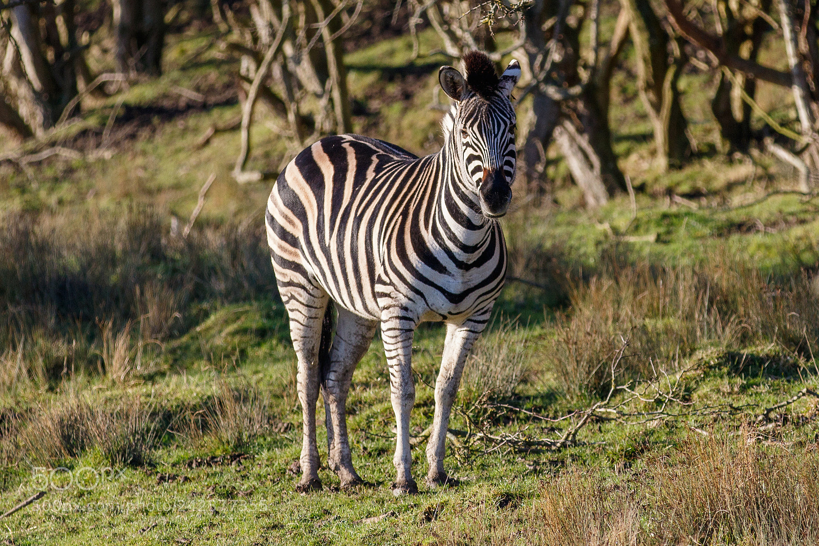 Canon EOS 7D Mark II sample photo. Zebra photography