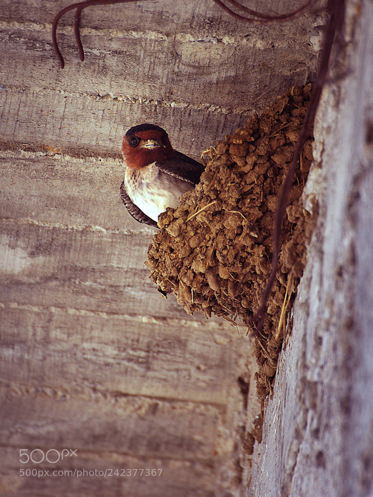 Canon EOS 60D sample photo. Ambition is a bird photography