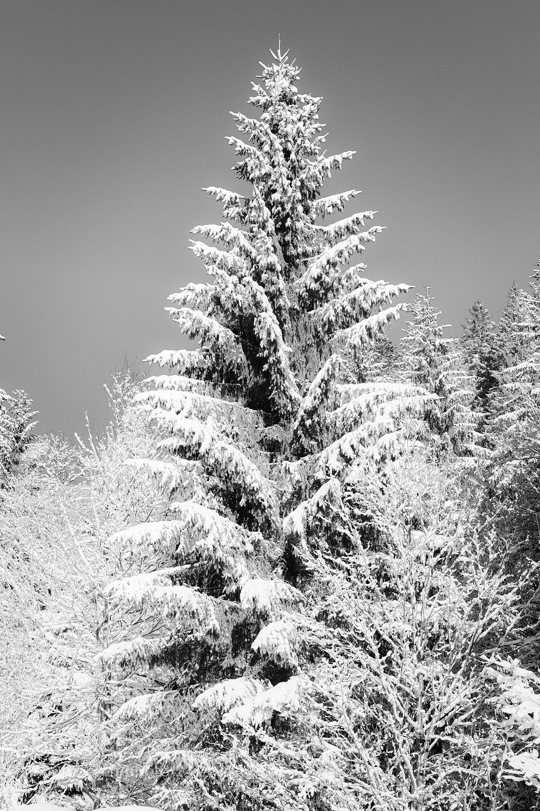 Nikon D850 sample photo. White on black photography