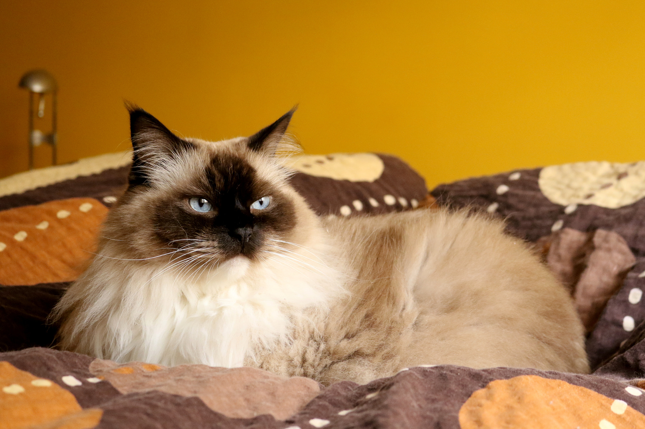 Canon EOS 7D Mark II sample photo. Prince photography