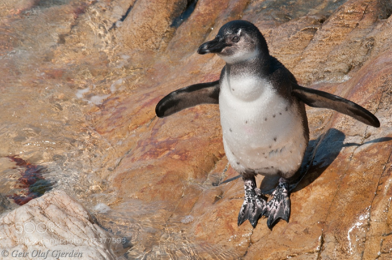 Nikon D300S sample photo. African penguin photography