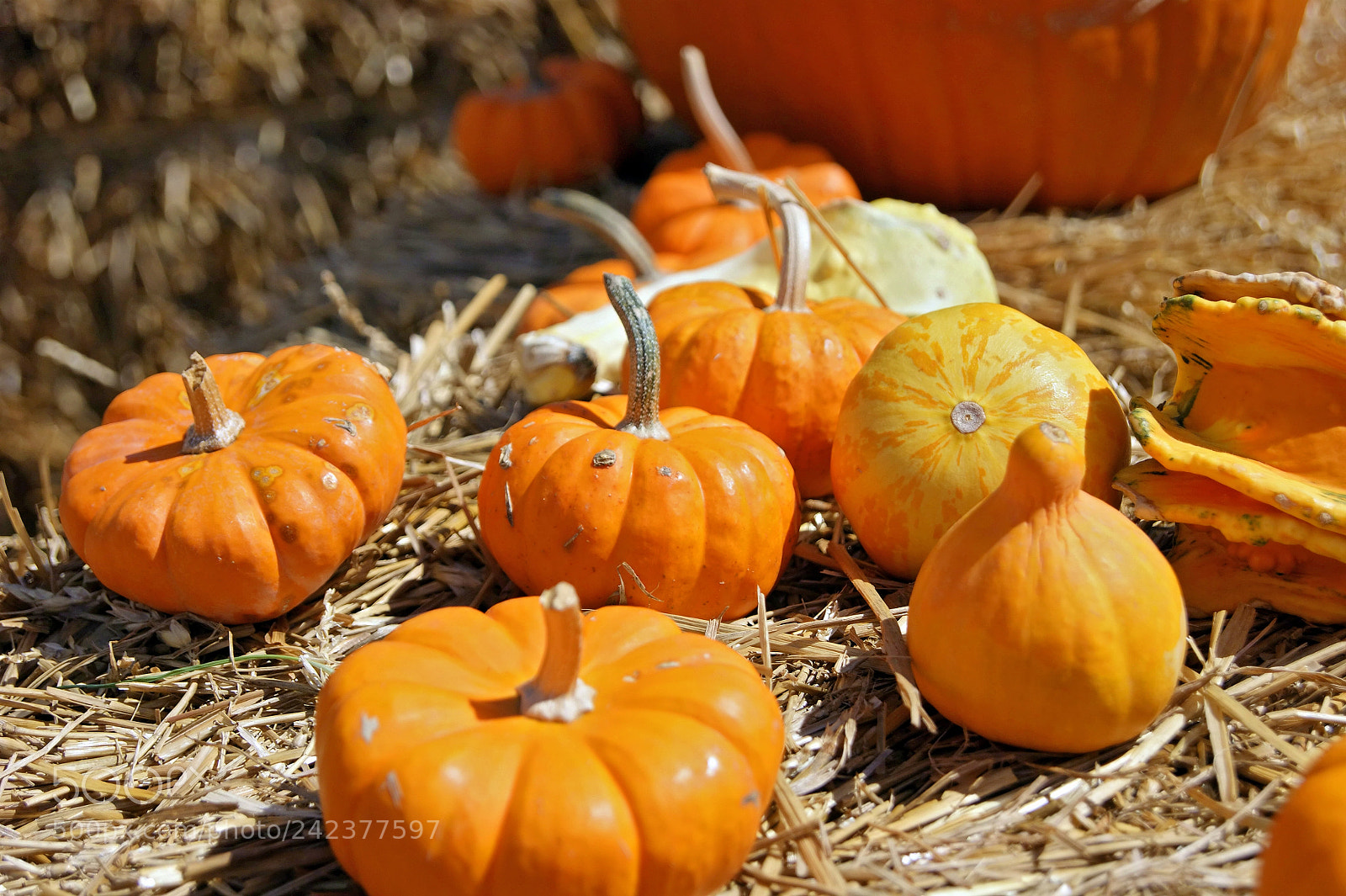 Sony Alpha DSLR-A290 sample photo. Pumpkin patch photography