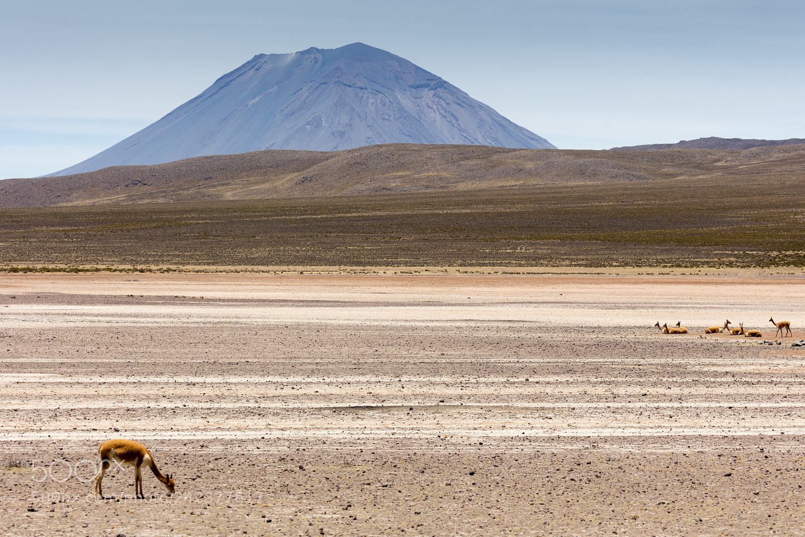 Canon EOS 5DS R sample photo. Lama vikunja (vicugna vicugna) photography