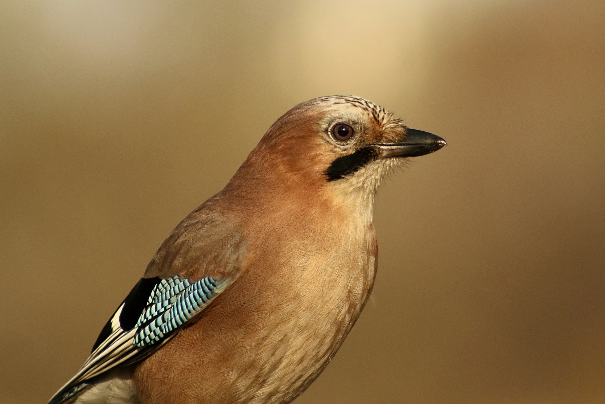 Canon EF 75-300mm f/4-5.6 USM sample photo. Jay photography