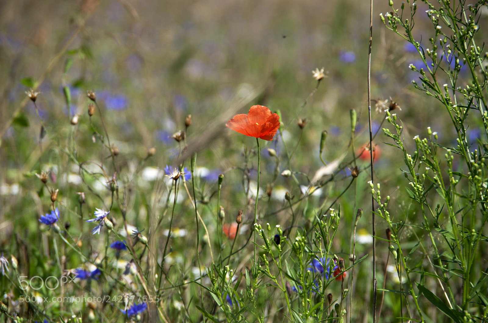 Pentax K-50 sample photo. Meadow poppy photography