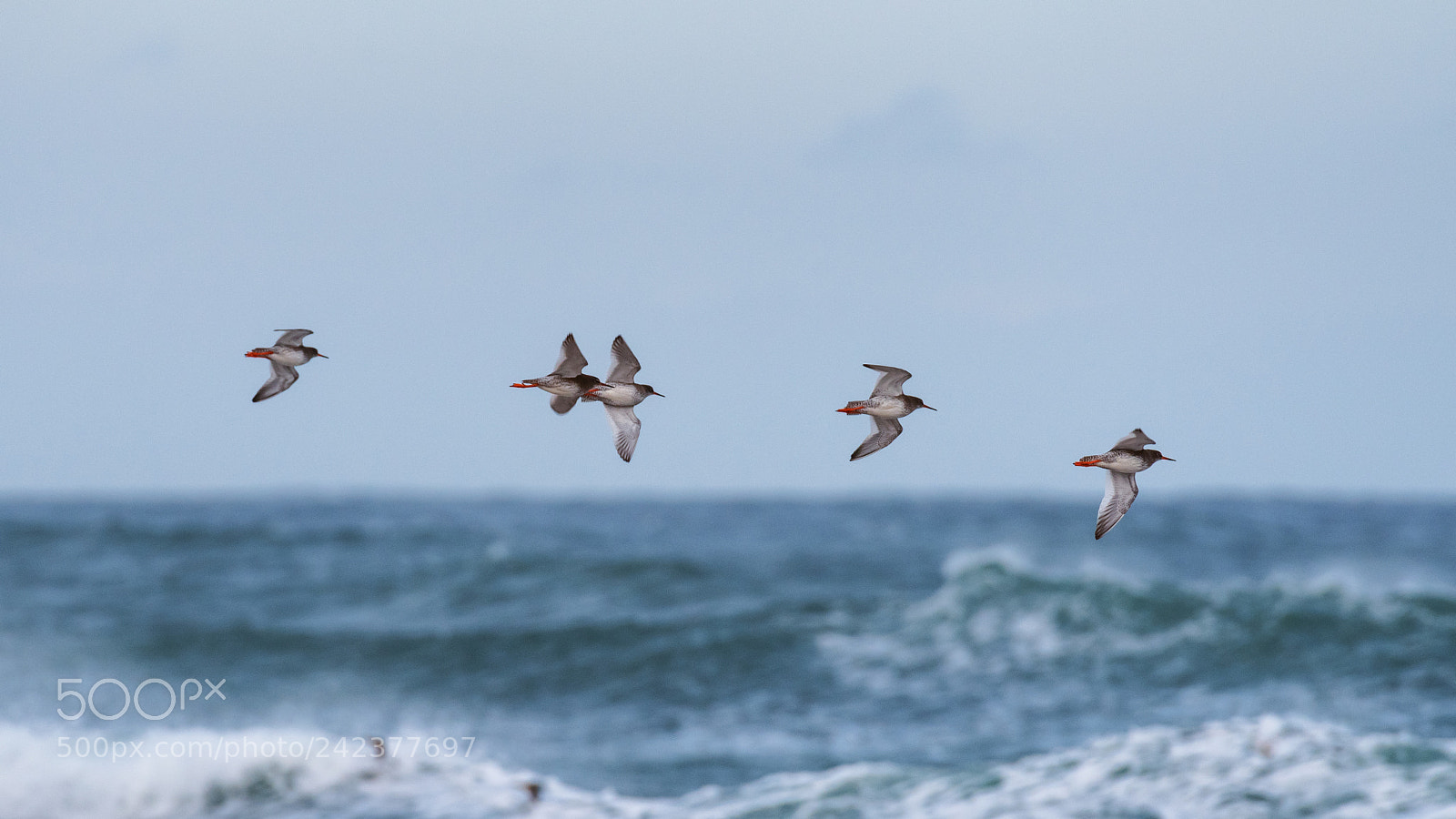 Pentax K-1 sample photo. Sanderlings in flight photography