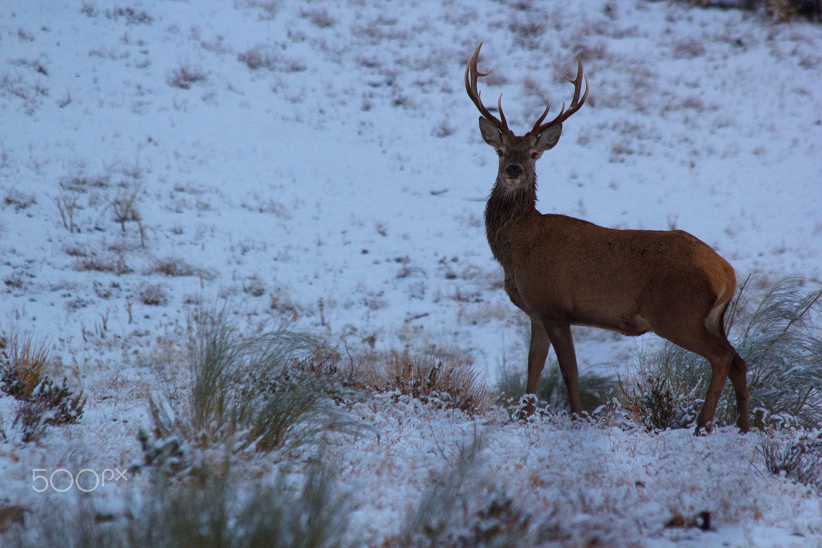 Canon EF 70-300mm F4-5.6 IS USM sample photo. Deer in the snow photography