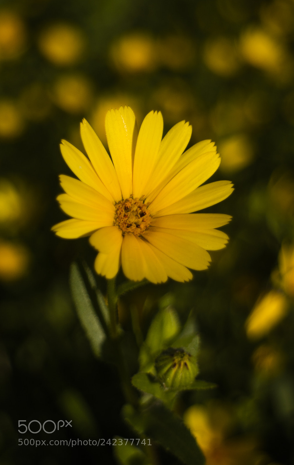 Canon EOS M3 sample photo. Img photography