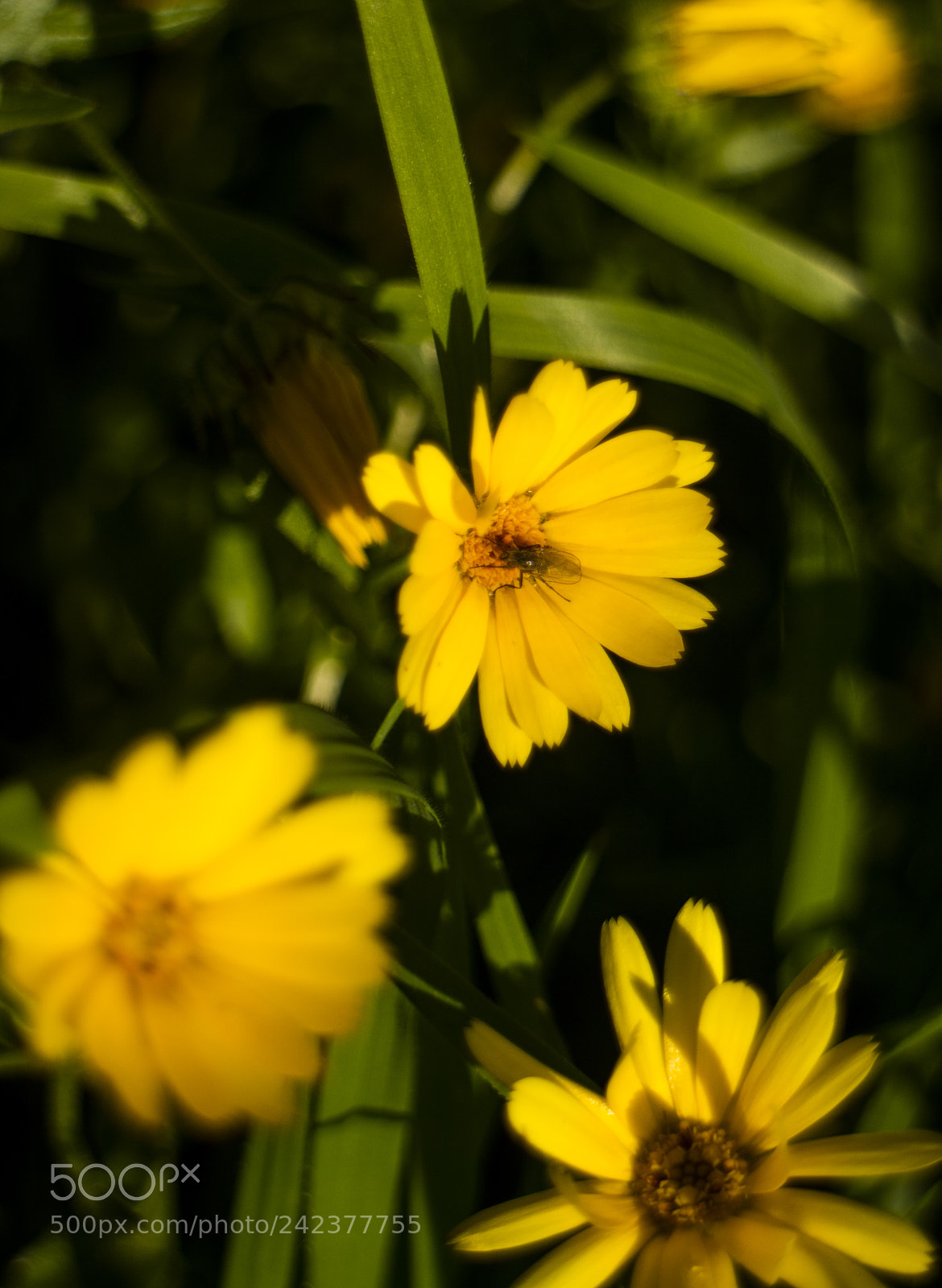 Canon EOS M3 sample photo. Img photography