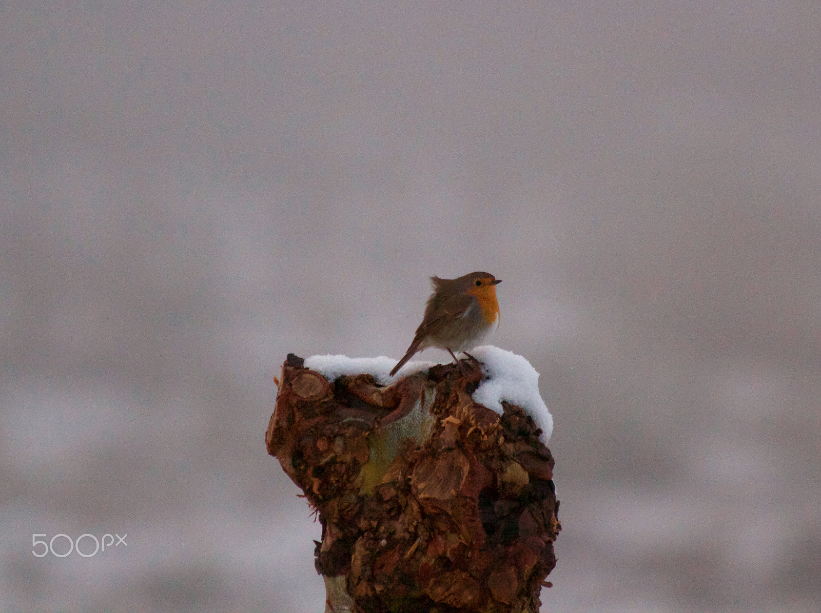 Canon EF 70-300mm F4-5.6 IS USM sample photo. Winter hard photography