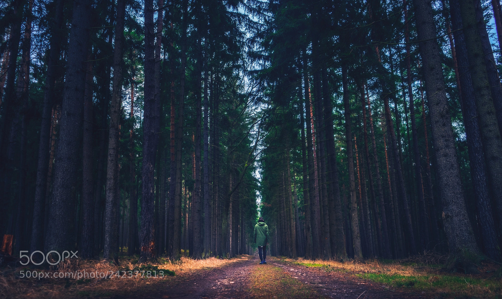 Sony a7 II sample photo. Me wood photo green photography