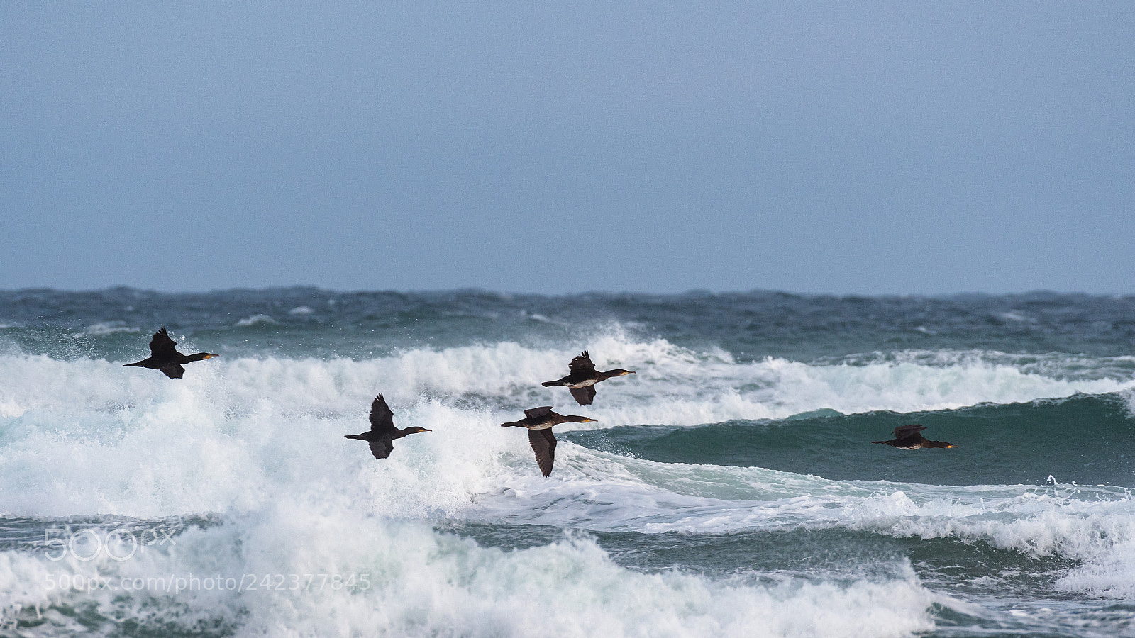 Pentax K-1 sample photo. Cormorants in flight photography