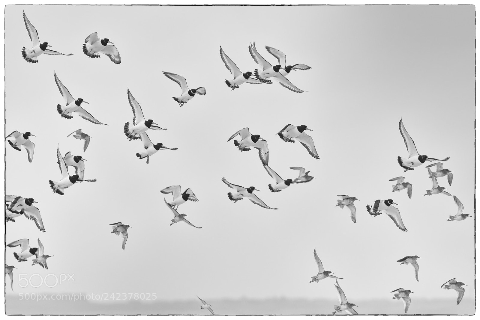 Pentax K-1 sample photo. Sanderlings and oystercatchers in photography