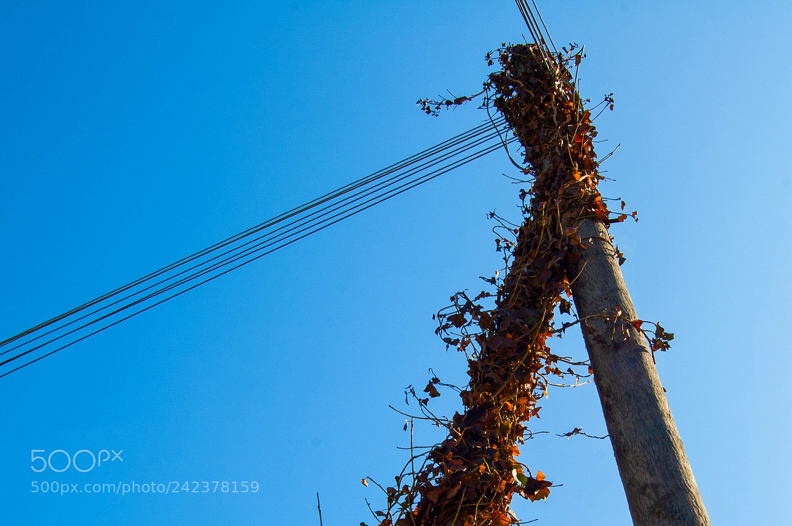 Nikon D50 sample photo. Living nature. photography
