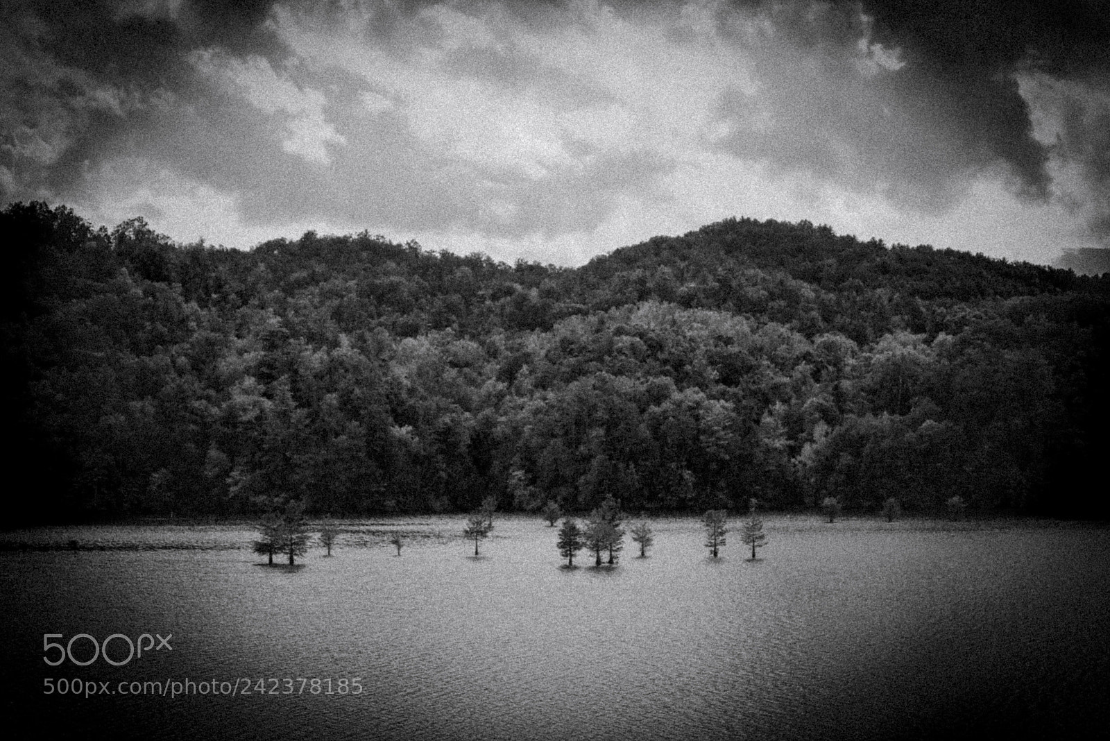 Nikon D600 sample photo. B&w tree lake photography